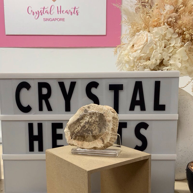 Crystal Hearts Natural (Petrified Wood) slab